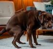 Aprende sobre la regresión de conducta en perros