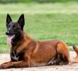 Las tres razas de perros menos recomendadas para el hogar