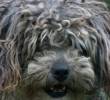 Limpia las orejas de tu perro con esta guía práctica
