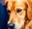 ¿Cómo identifican los perros tu tristeza? ¿Pueden consolarte?