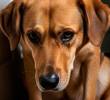 Ansiedad por separación en perros, ¿cómo ayudarle a superarla?