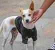 Día Internacional del Perro sin Raza: ¡Vivan los criollos!