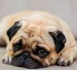 ¿Tu perro es sordo? Así puedes saberlo
