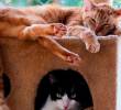 ¿Los gatos se enamoran? Estas son sus señales de afecto