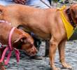 ¿Los perros están reemplazando a los bebés?