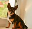 Razas de perros más apegadas a sus dueños