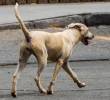 ¿Los perros pueden quedarse calvos? Esta es la alopecia canina