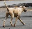 Perros callejeros en Delhi generan debate entre ciudadanos