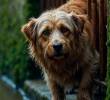 Así puede ayudar a los perros y gatos afectados por las fuertes lluvias en Medellín