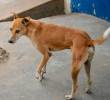Los perros callejeros entienden los gestos humanos