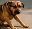 ¿Por qué mi perro arrastra su cola por el suelo?