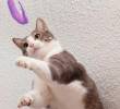 ¿Cómo entrenar la agilidad en gatos? Claves para el bienestar para tu felino