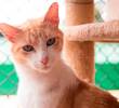 Problemas comunes del comportamiento en gatos