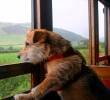 Top seis de razas de perros que más muerden
