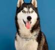 Conoce los dramáticos perros husky siberianos