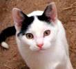 Razones por las que tu gato te mira fijamente