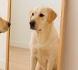 ¿Los perros en un espejo se reconocen? La ciencia responde