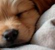 Qué hacer con un perro cachorro la primera noche