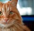 ¿Por qué los gatos son perfectos evolutivamente? Esto dice la ciencia
