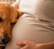 ¿Los perros pueden identificar el embarazo de una mujer?