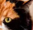 Gatos sin cola en Japón: ¿por qué son considerados símbolos de buena suerte?