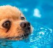 Hidroterapia para perros: el aliado para tu mascota