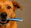 ¿Cómo cuidar la higiene oral de tus mascotas?