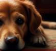 Así afrontan los perros el duelo por la pérdida de su cuidador
