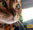 ¿Los perros y gatos son chismosos? Esto observan cuando te escuchan tus conversaciones