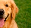 [En video] Señales de que tienes la personalidad de un golden retriever