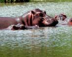 Los hipopótamos son una de las especies invasoras más peligrosa para la biodiversidad en Colombia. FOTO: JAIME PÉREZ