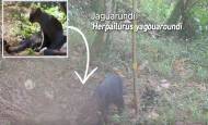 El jaguarundí pasando por una de las cámaras trampa de la zona de reserva. FOTO: Cortesía Alcaldía de Itagüí