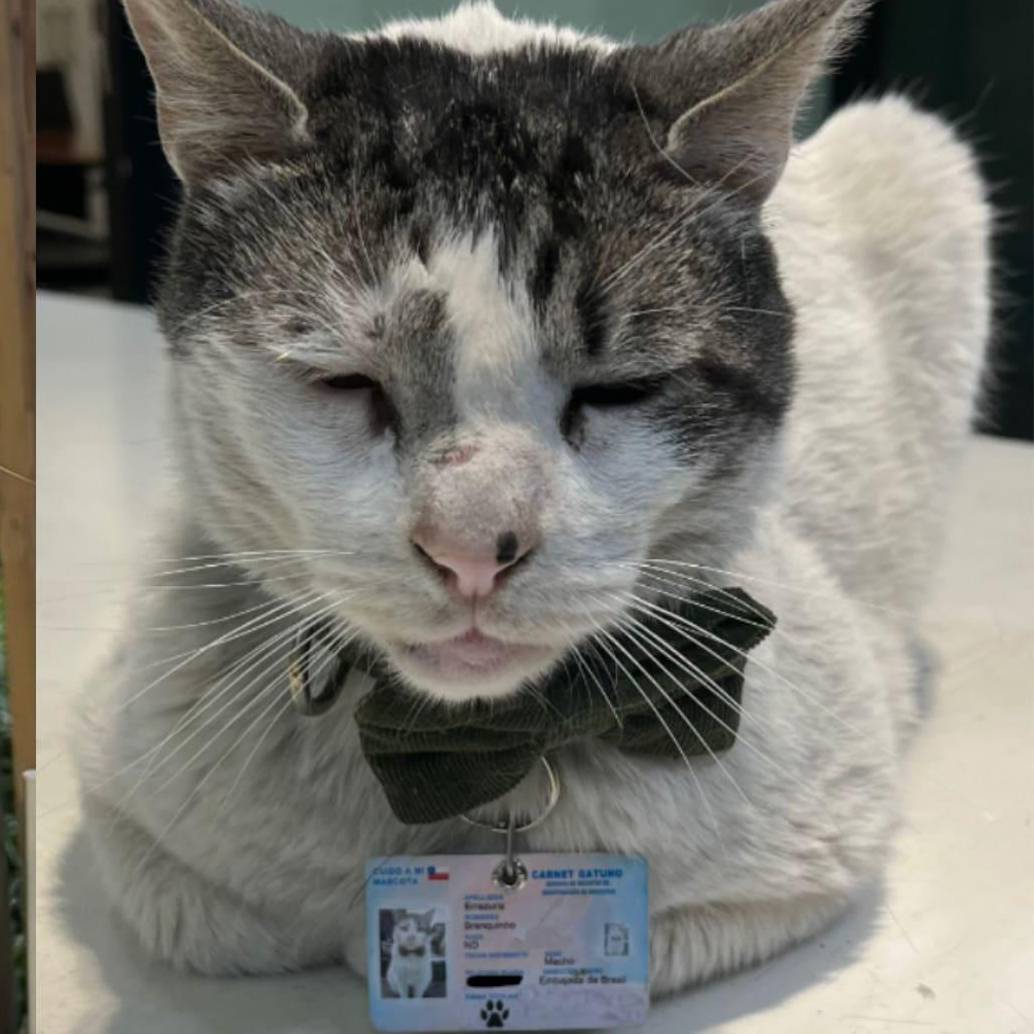 La embajada comparte en redes sociales la rutina del felino para sus seguidores. FOTO: REDES SOCIALES 