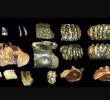 Fósiles hallados en el lecho marino frente a Java revelan cómo vivió el <i>Homo erectus</i> en Sondalandia hace 140.000 años. FOTO Cortesía Universidad de Leiden