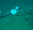 Esta fotografía, tomada por Global TREnD, IDSSE, a siete kilómetros de profundidad en el lecho marino de la Zona Diamantina en el Océano Índico en 2023 y publicada el 10 de junio de 2026, muestra huesos de ballena en el cementerio de ballenas más grande conocido del mundo. Foto AFP PHOTO / HANDOUT GLOBAL TREND, IDSSE