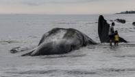 En fotos | En playa de Bali han muerto tres ballenas en menos de dos semanas