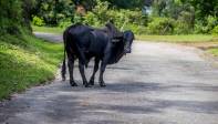 El ganado también aprovecha el poco paso de vehículos para caminar y descansar en plena vía. Foto Juan Antonio Sánchez Ocampo