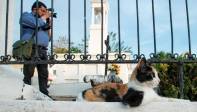 Los turistas que visitan al cementerio no pierden la oportunidad para hacerle fotos a los gatos. FOTO: Jaime Pérez