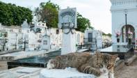 Cualquier lugar del cementerio se encuentran un gato. FOTO: Jaime Pérez