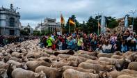 La Fiesta de la Trashumancia es un evento tradicional con miles de ovejas llenando las principales vías de la capital española. Foto Getty