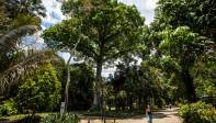 El árbol que da la bienvenida en el Jardín es una ceiba gigante de los tiempos del Bosque de la Independencia. Foto: Edwin Bustamante