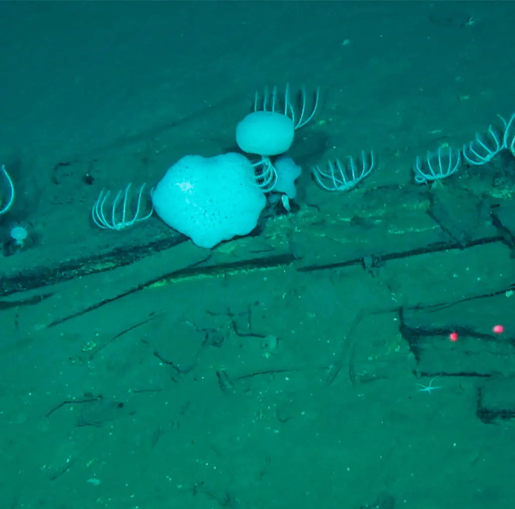 Esta fotografía, tomada por Global TREnD, IDSSE, a siete kilómetros de profundidad en el lecho marino de la Zona Diamantina en el Océano Índico en 2023 y publicada el 10 de junio de 2026, muestra huesos de ballena en el cementerio de ballenas más grande conocido del mundo. Foto AFP PHOTO / HANDOUT GLOBAL TREND, IDSSE
