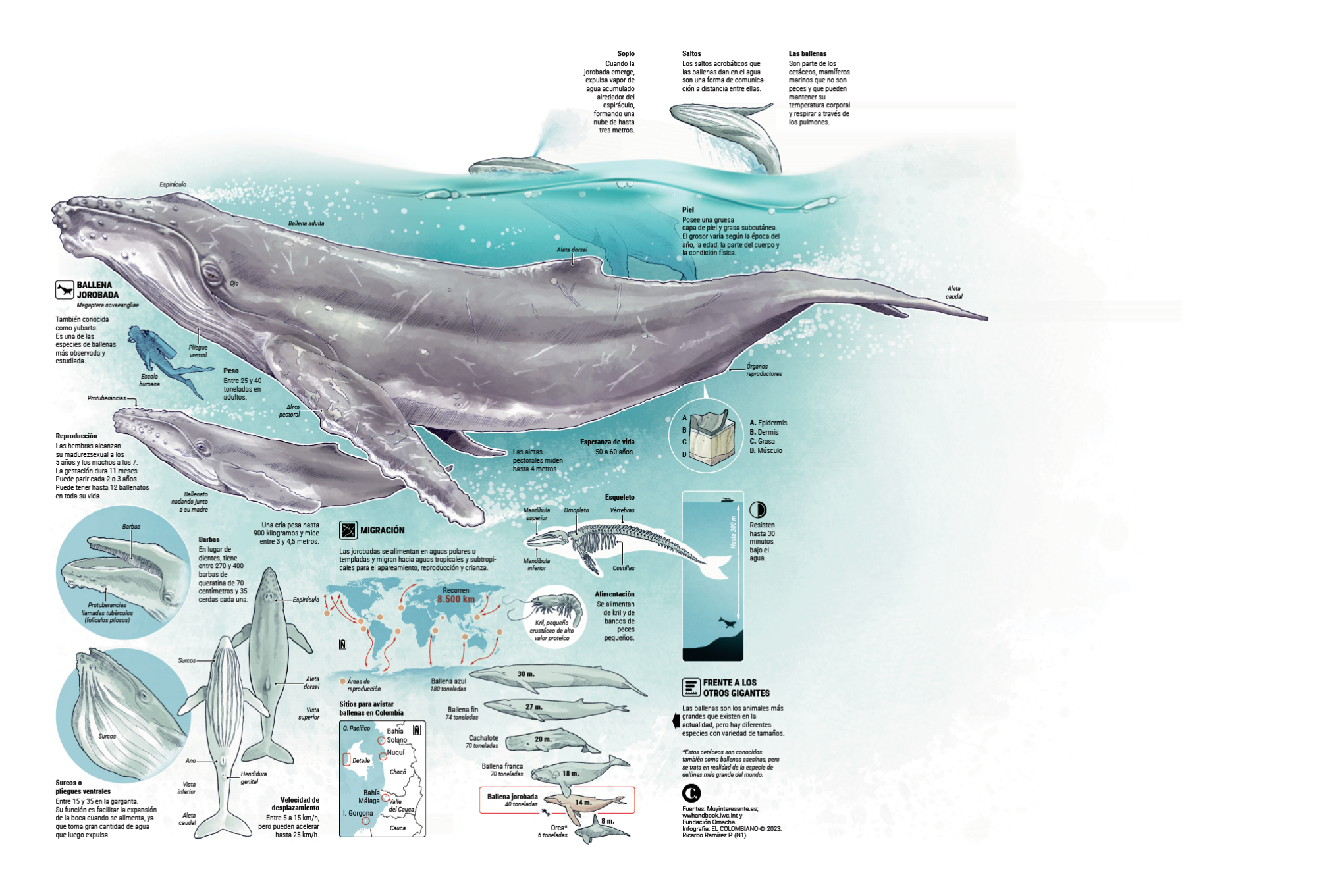 El misterio de las ballenas varadas en playas del Atlántico