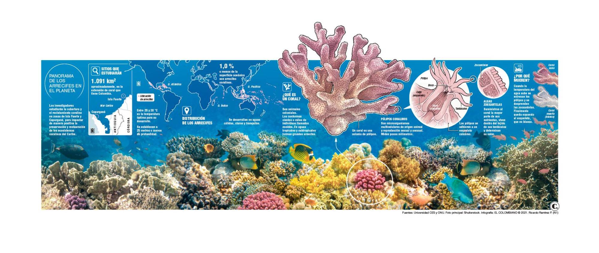 Expedición paisa busca preservar los corales 