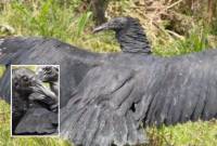 El gallinazo extiende sus alas tras dos meses de recuperación luego de los cuales pudo volver a volar en libertad. FOTO: imagen tomada de redes.