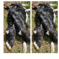 Según el testimonio de una de las propietarias de la finca, la ternera nació viva pero a los cinco minutos murió. Foto: Cortesía