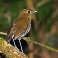 El Tororoí tiene como nombre científico: Grallaria urraoensis. Grallaria por sus piernas largas y su cola corta, y urraoensis, el gentilicio en latín de los habitantes de Urrao, Antioquia. Foto: Nigel Voaden.