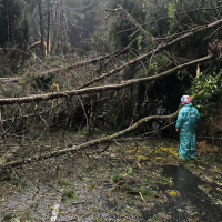 Por la caída de varios árboles de gran tamaño y postes de redes eléctricas, la Loma El Escobero está cerrada desde el aguacero del jueves. Foto: cortesía.