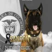 Este era Sansón, el perro que fue herido en el municipio de Yondó. FOTO: imagen tomada de redes