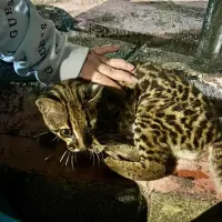 Este fue el tigrillo encontrado en zona urbana del municipio de Itagüí. FOTO: Cortesía